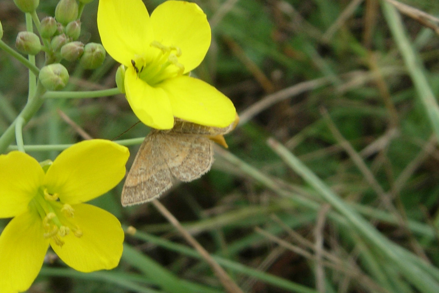 Pyralidae & Crambidae da identificare...